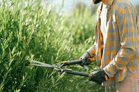 Hedge cutting service